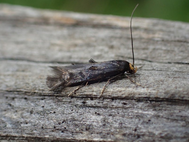 Gillham Wood mini-bioblitz